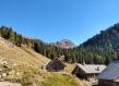 Italian forest
